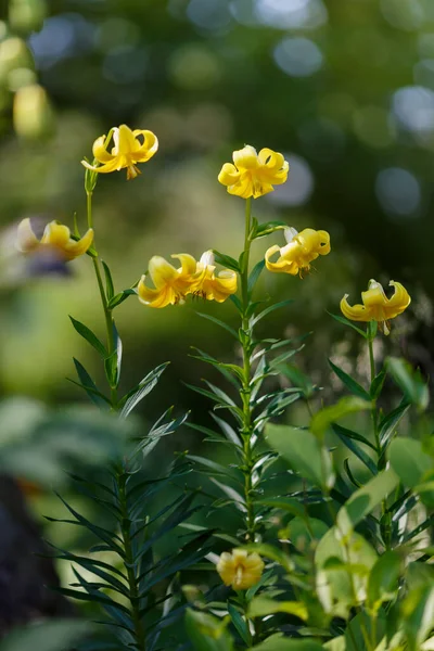 Lilium Monadelpum Yellow Flowers Garden — Stock Photo, Image