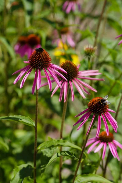 Φαρμακευτικά Φυτά Echinacea Μέλισσα Στο Λουλούδι Της Εχινάκειας — Φωτογραφία Αρχείου
