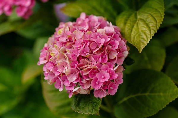 Piękne Hortensje Makrofilne Różowe Kwiaty — Zdjęcie stockowe