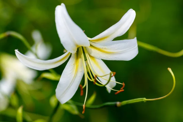 Białe Kwiaty Lilium Ogrodzie — Zdjęcie stockowe