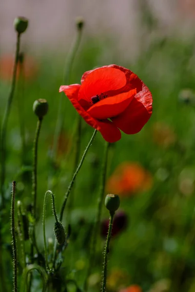 Papoula Campo Papaver Comum Flores — Fotografia de Stock