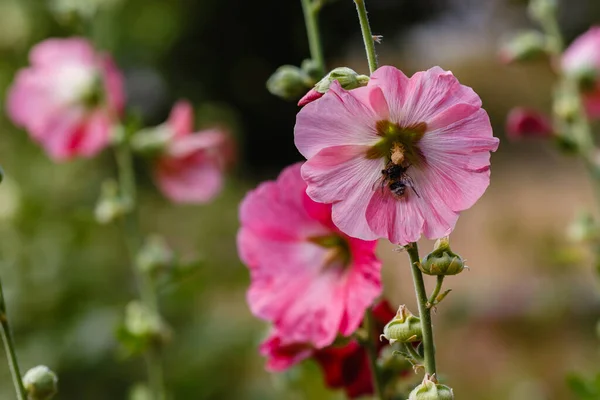 Bumblebee Malva Flower Garden — Stock Photo, Image