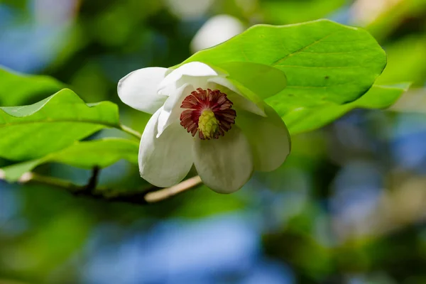 Magnolia Siebold Λουλούδι Στον Κήπο — Φωτογραφία Αρχείου