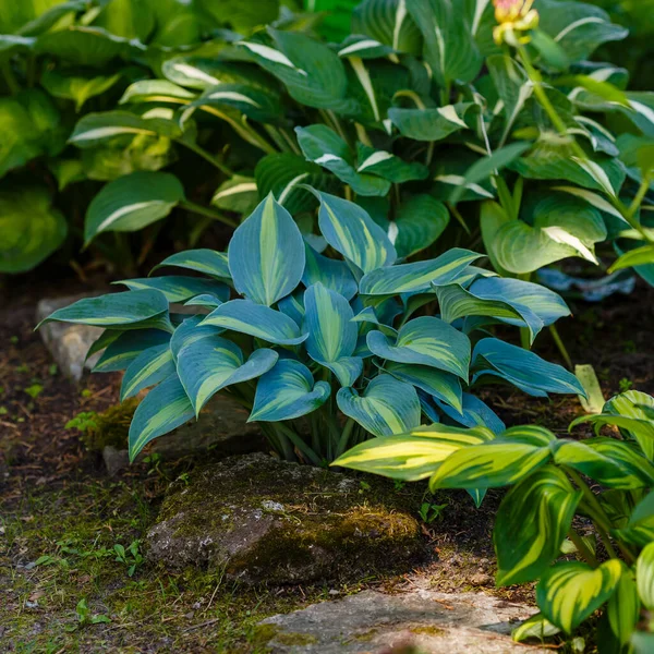 Hosta Φυτό Καταπράσινο Κήπο — Φωτογραφία Αρχείου