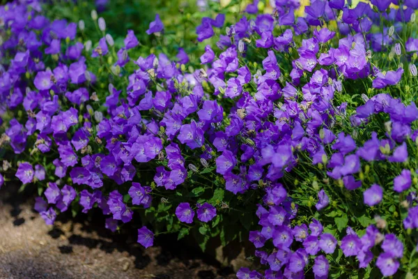 Kvetoucí Campanula Carpatica Zahradě Krásné Modré Květy Campanula Carpatica — Stock fotografie