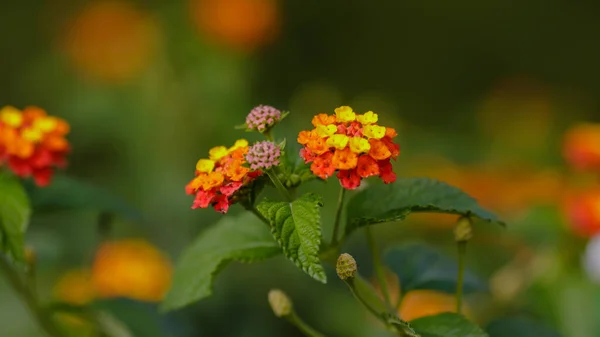 Bee Flower Lantana Camara — Stock Photo, Image