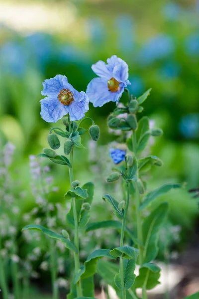 Meconopsis Grandis Flores Jardim — Fotografia de Stock
