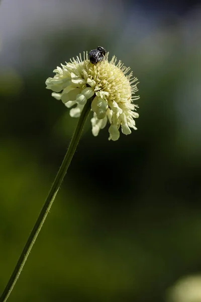 Fiore Scabiosa Ocroleuca Sullo Sfondo Naturale — Foto Stock