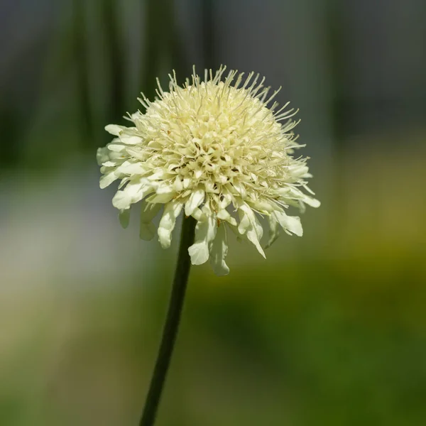 Цветок Scabiosa Ochroleuca Естественном Фоне — стоковое фото