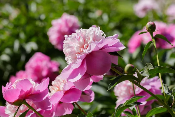 Mooie Roze Pioenroos Bloemen Tuin — Stockfoto