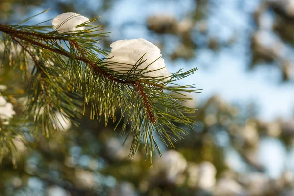 Takken Sparren Dennen Met Kegels Bedekt Met Sneeuw Kerst Achtergrond Rechtenvrije Stockfoto's