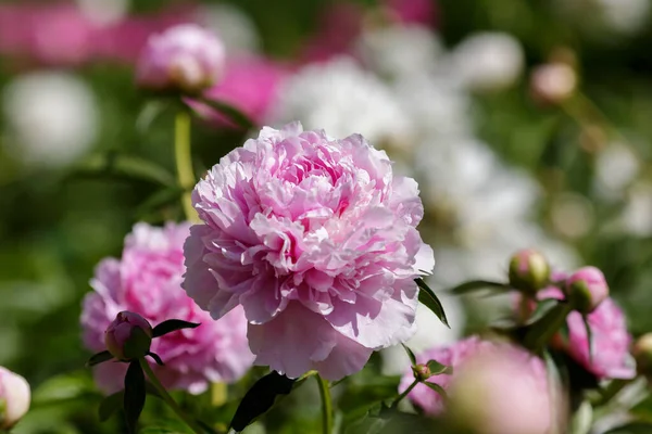 美丽的牡丹花园里的花 免版税图库照片