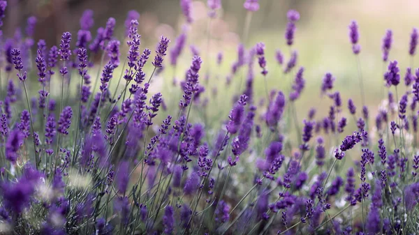 Achtergrond Van Lavandula Angustifolia Lavandula Lavendel Varkenswier Lavendel Spikelet Stockfoto