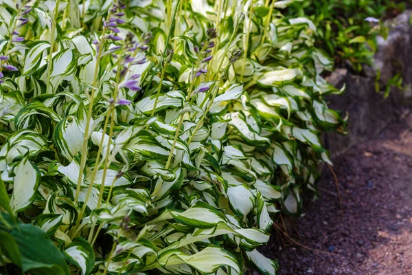 Hosta Undulata Mediovariegata Rostlina Zahradě Stock Obrázky