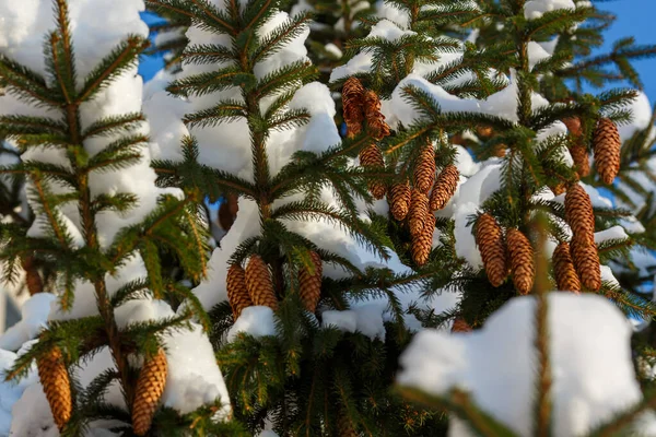 云杉或松树的枝条 具锥果 被雪覆盖 圣诞节背景 免版税图库图片