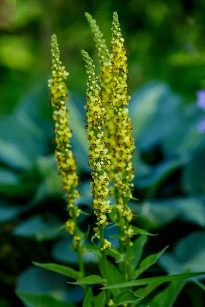 Mullen Nebo Medvědí Ucho Lat Verbascum Květiny Zahradě Royalty Free Stock Obrázky