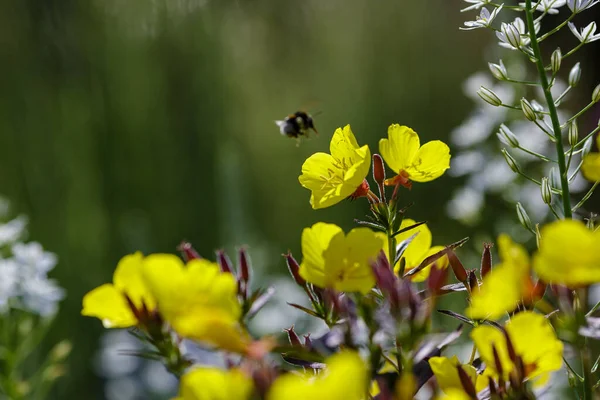 在Oenothera Tetragona黄色花朵中的大黄蜂 图库图片