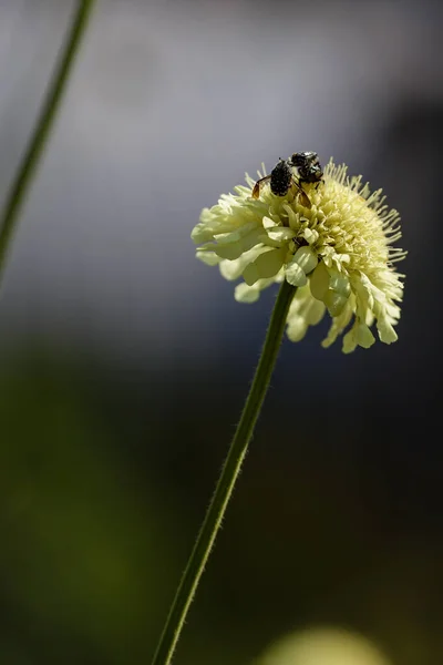Doğal Arka Planda Scabiosa Ochroleuca Çiçeği Telifsiz Stok Fotoğraflar