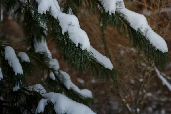 Una Rama Abeto Cubierta Nieve Fondo Bandera Navidad Fotos De Stock