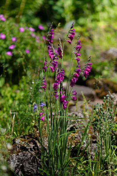 Bahçede Çiçek Açan Sıradan Gladiolus Stok Resim