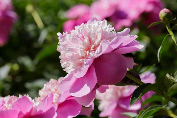 Mooie Roze Pioenroos Bloemen Tuin Stockfoto