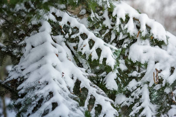 Karla Kaplı Bir Ladin Dalı Noel Arkaplanı Veya Afişi Stok Fotoğraf