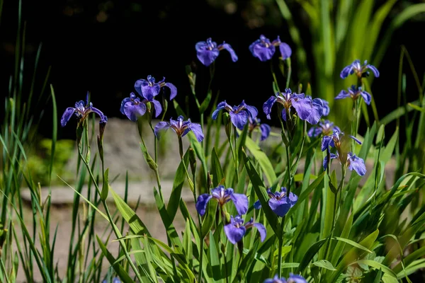 Azul Iris Sibirica Flores Jardín Imagen De Stock