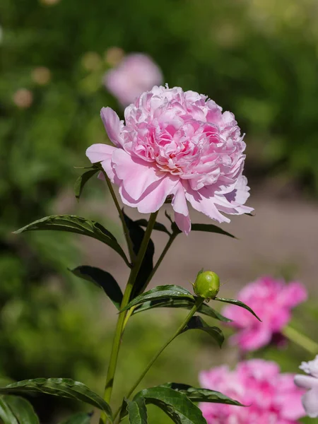 Bahçedeki Güzel Pembe Şakayık Çiçeği Telifsiz Stok Fotoğraflar