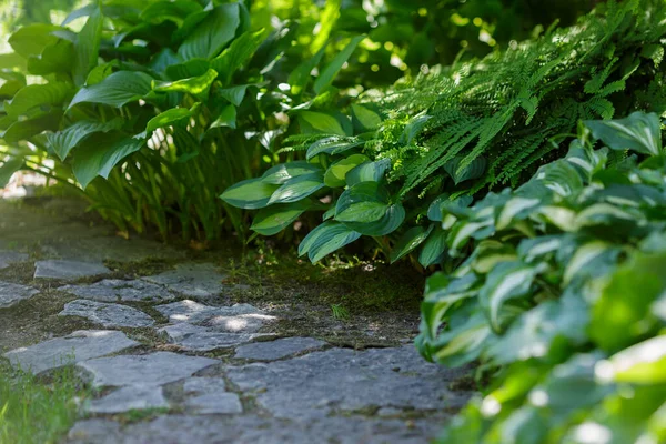 Zelená Hosta Rostlina Zahradě Stock Fotografie