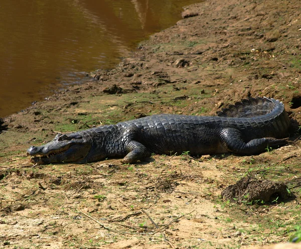 Aligator — Stock Photo, Image