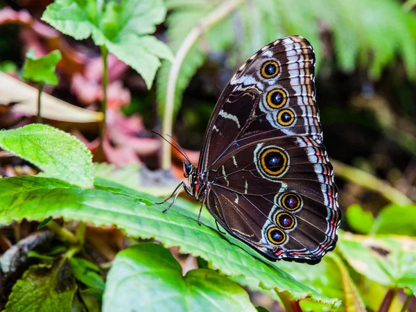 Morpho butterfly — Stock Photo, Image