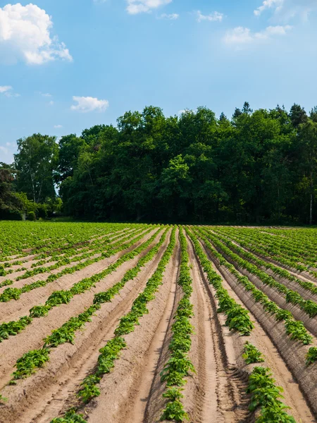 Veld met furrows — Stockfoto