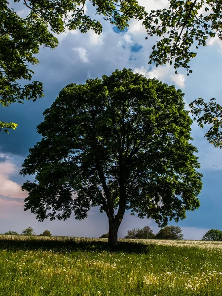 Velký strom v létě — Stock fotografie