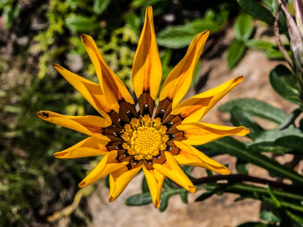 Girasol — Foto de Stock