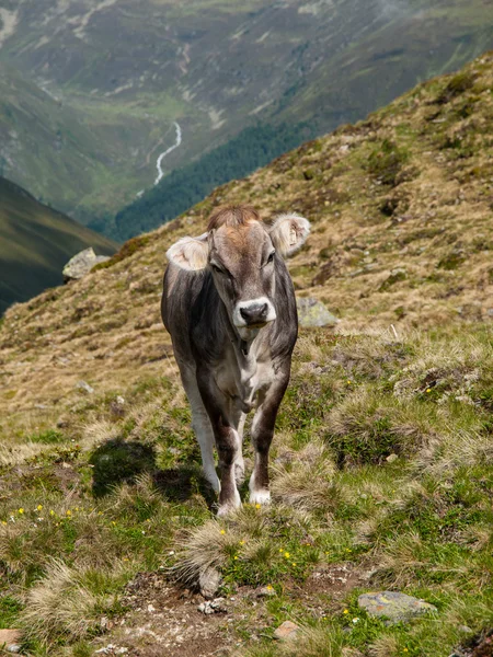 Alpina ko i sellrein område — Stockfoto