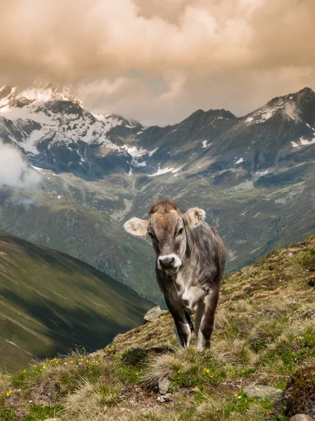 Alpine cow in Sellrein area — Stock Photo, Image