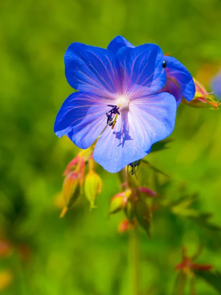 Flor azul — Foto de Stock