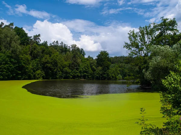 Zelený rybník — Stock fotografie