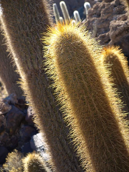 Cactus siluett — Stockfoto