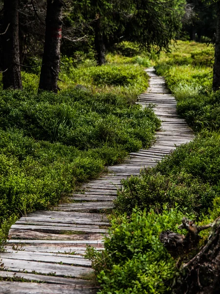 Wooden path — Stock Photo, Image