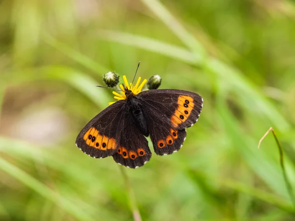 Butterfly — Stock Photo, Image