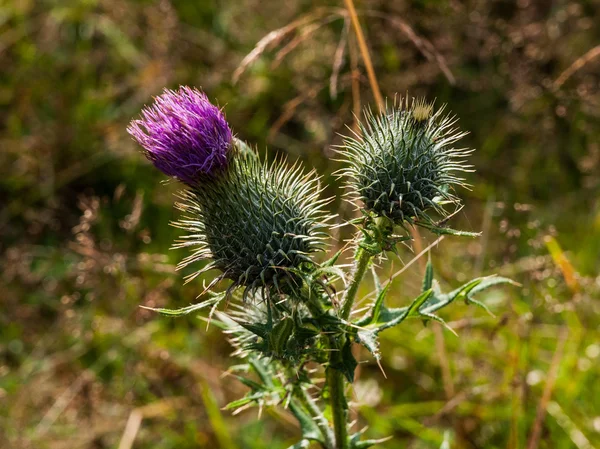 Distel — Stockfoto