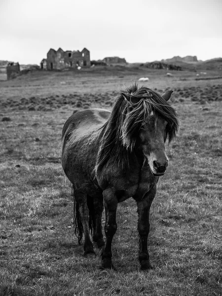 冰岛马 — 图库照片