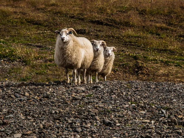 Sheep triple — Stock Photo, Image