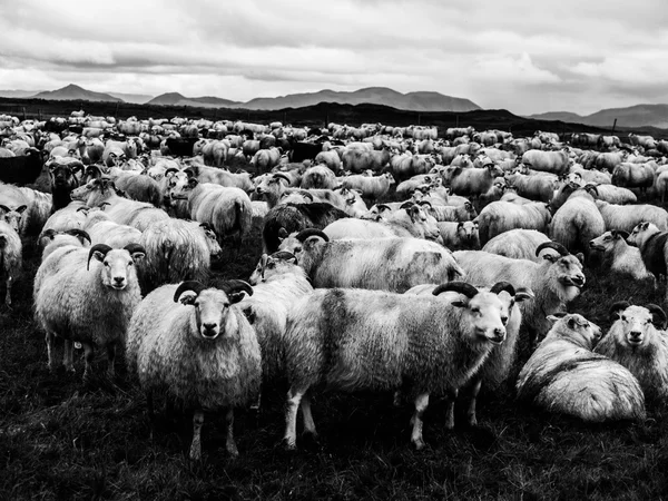 Flock of sheep — Stock Photo, Image