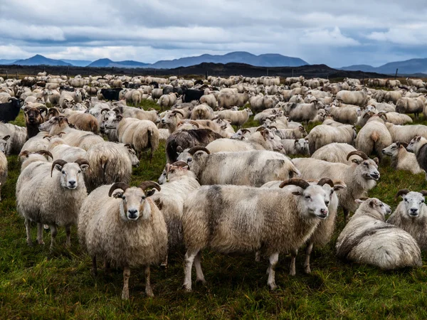 Sheeps — Stock Photo, Image