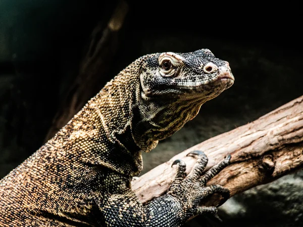 Varan in the zoo — Stock Photo, Image