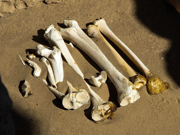 Knochen im Sand — Stockfoto