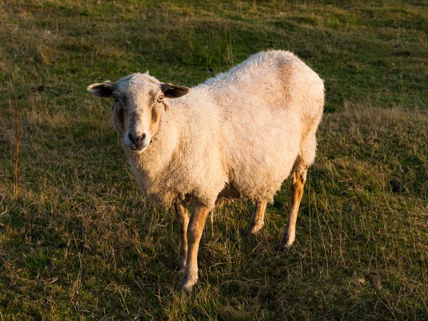 Mignon mouton — Photo