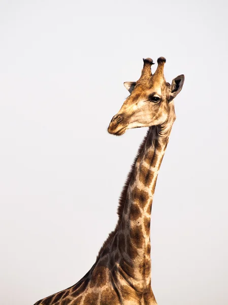 Girafe portrait — Photo
